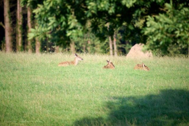 Glenariff Caravan Park