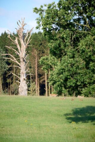 Glenariff Caravan Park