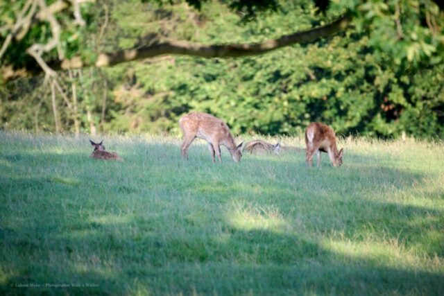 Glenariff Caravan Park