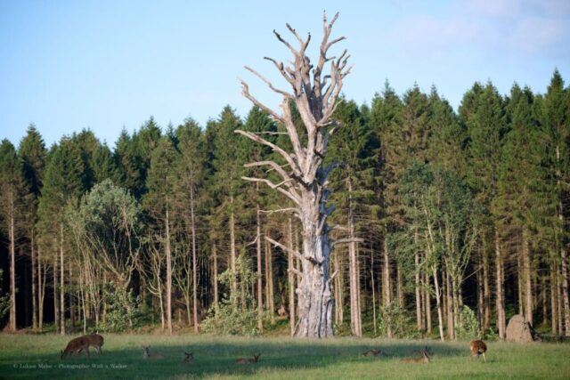 Glenariff Caravan Park