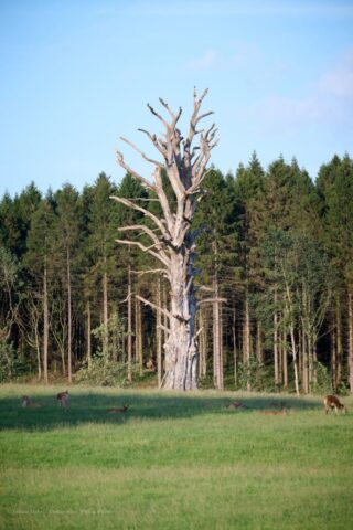 Glenariff Caravan Park