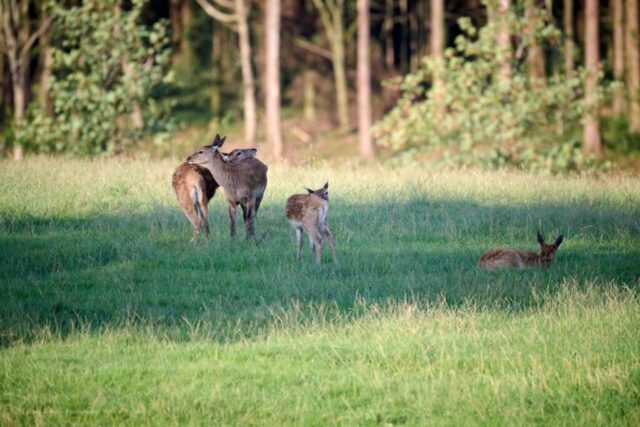 Glenariff Caravan Park