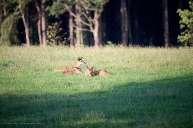 Glenariff Caravan Park