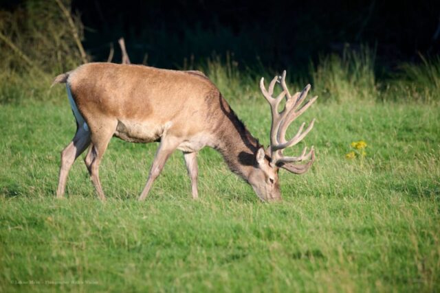 Glenariff Caravan Park