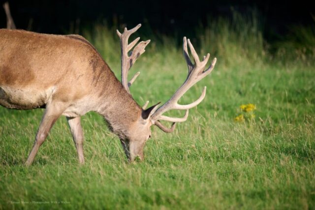 Glenariff Caravan Park