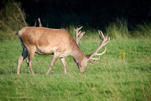 Glenariff Caravan Park