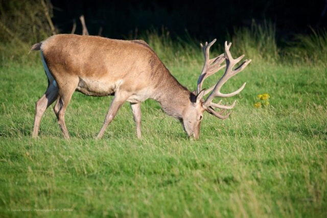 Glenariff Caravan Park