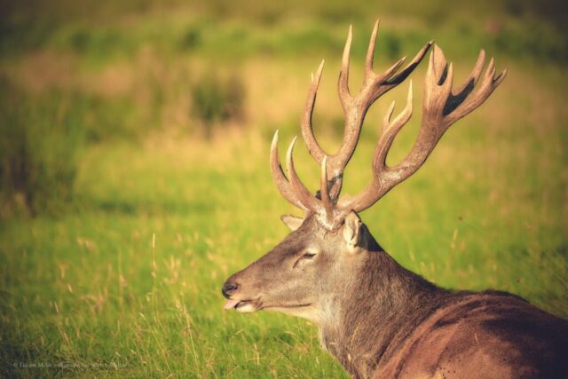Glenariff Caravan Park