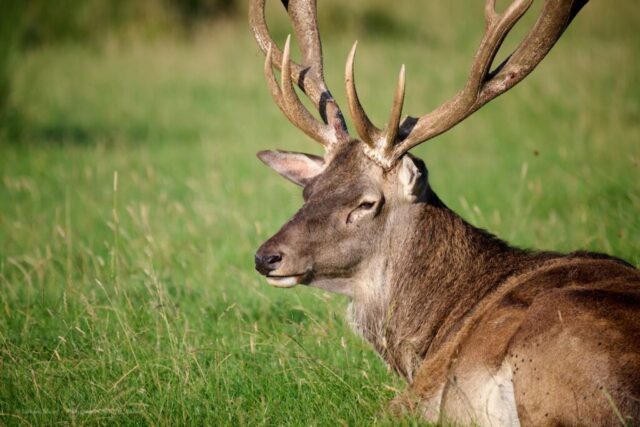 Glenariff Caravan Park
