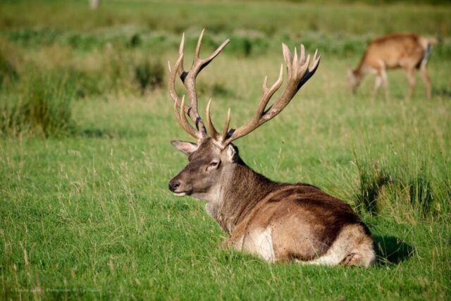 Glenariff Caravan Park