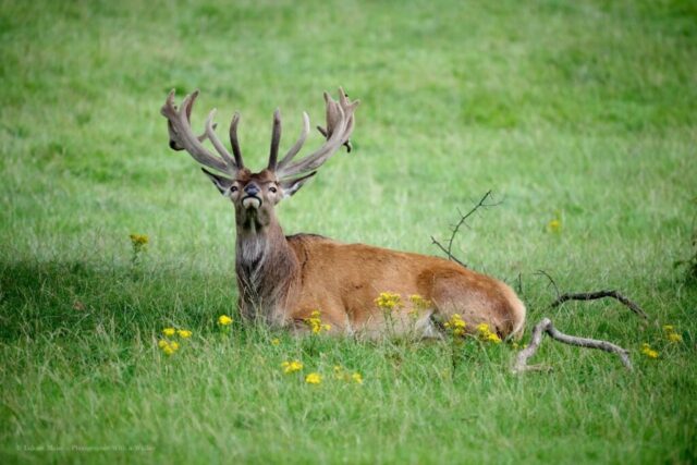 Glenariff Caravan Park