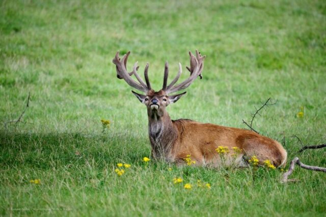 Glenariff Caravan Park
