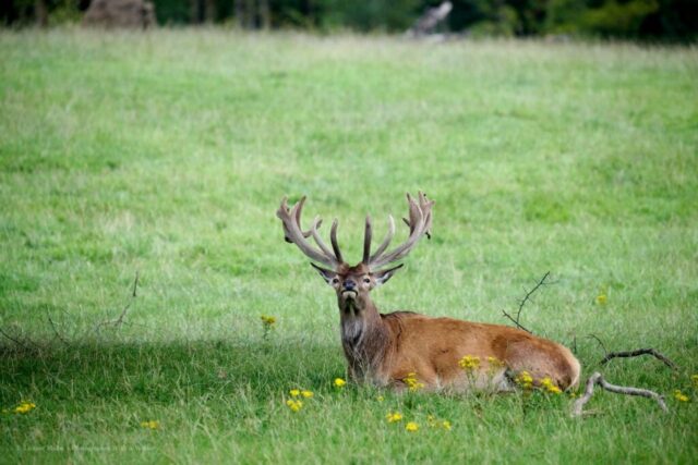 Glenariff Caravan Park
