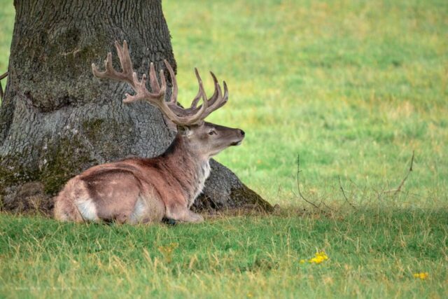 Glenariff Caravan Park