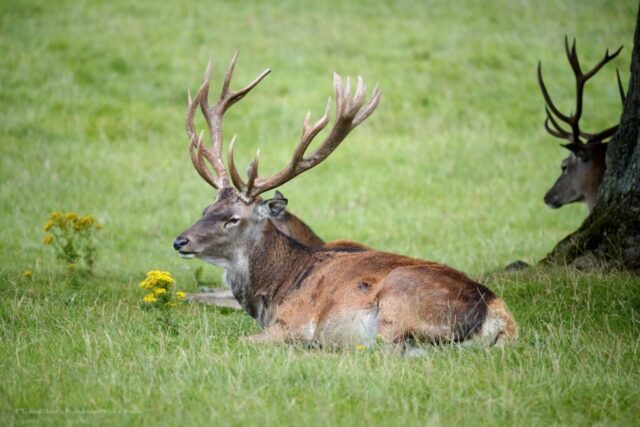 Glenariff Caravan Park