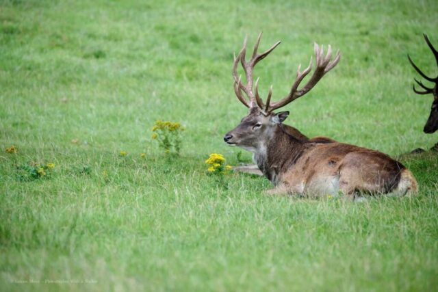 Glenariff Caravan Park