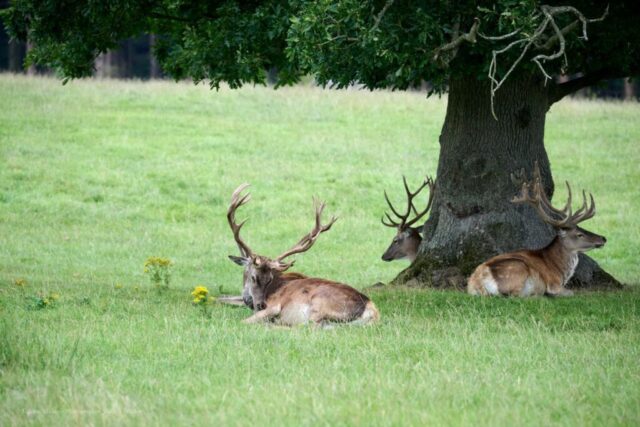 Glenariff Caravan Park