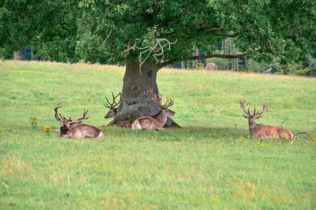 Glenariff Caravan Park