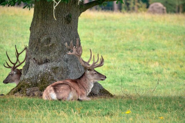 Glenariff Caravan Park