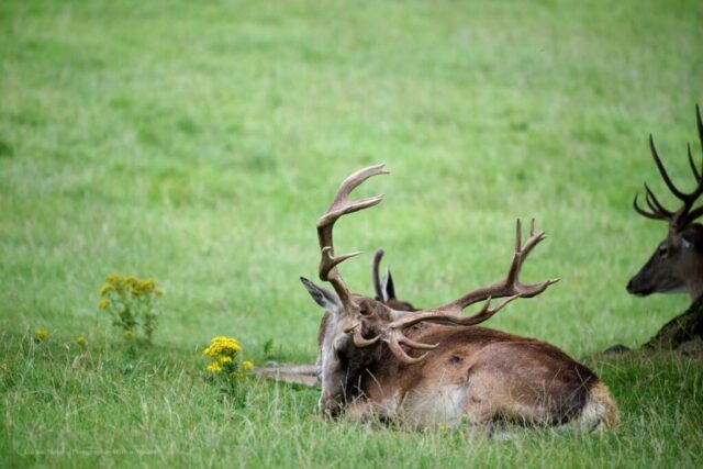Glenariff Caravan Park