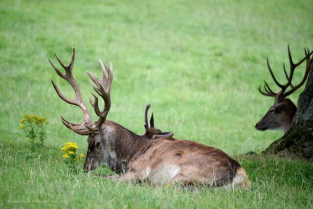 Glenariff Caravan Park