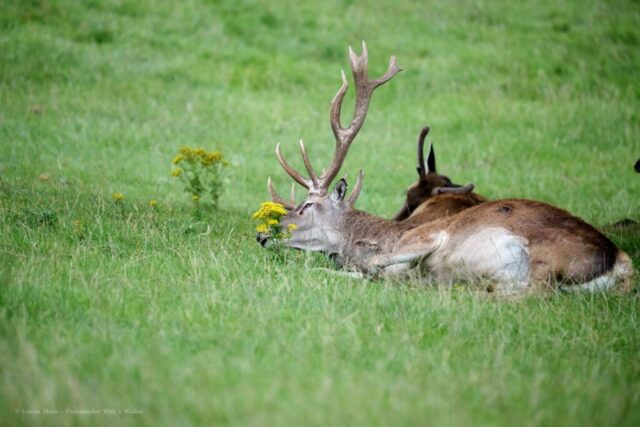 Glenariff Caravan Park