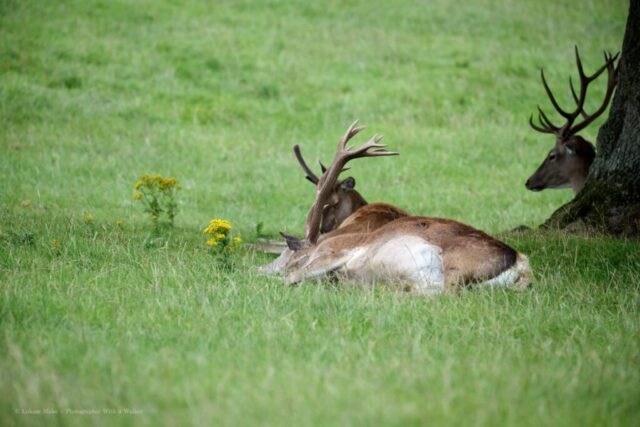 Glenariff Caravan Park