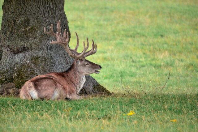Glenariff Caravan Park