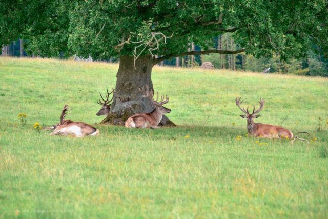 Glenariff Caravan Park