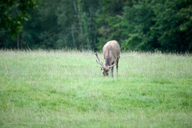 Glenariff Caravan Park