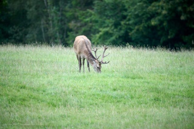 Glenariff Caravan Park