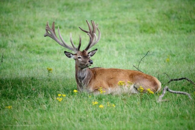 Glenariff Caravan Park