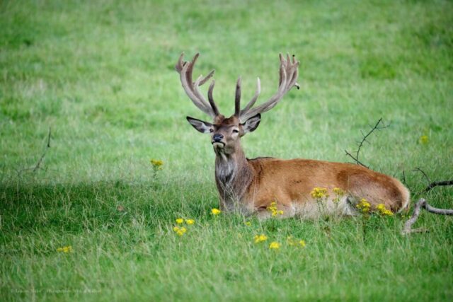 Glenariff Caravan Park