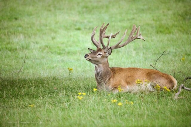Glenariff Caravan Park