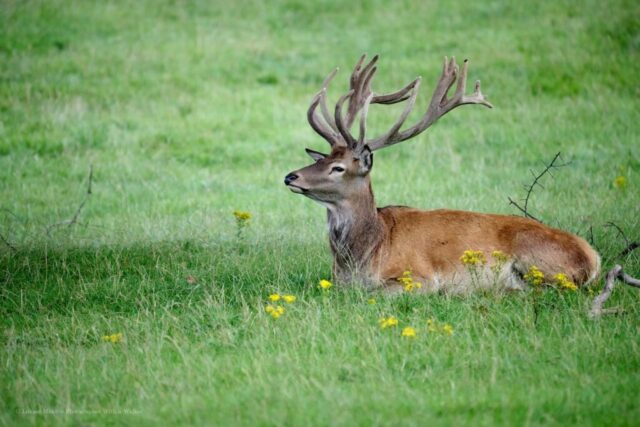 Glenariff Caravan Park
