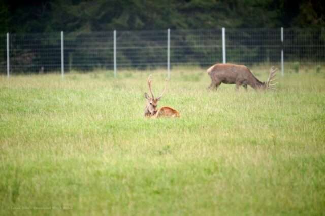 Glenariff Caravan Park